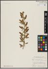 Foto von Salix acmophylla Boiss.
